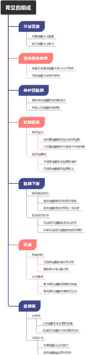 胃壁的组成