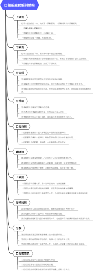 口腔前庭的解剖结构