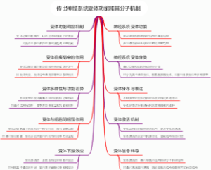传出神经系统受体功能和其分子机制