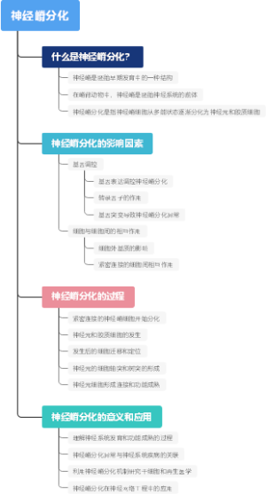 神经嵴分化