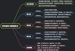 臀肌结构与解剖简述