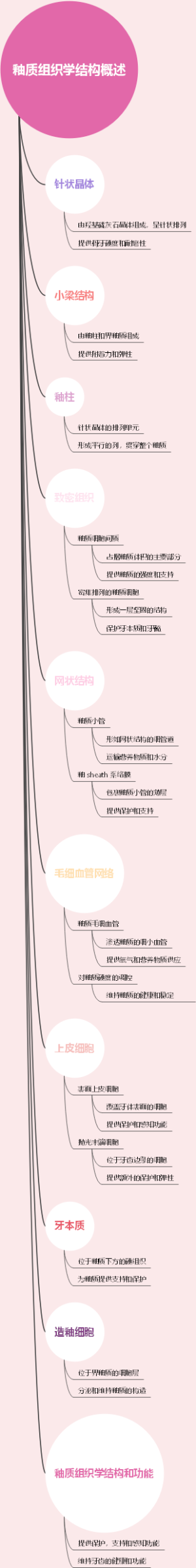 釉质组织学结构概述