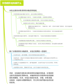 牙齿组织结构是什么