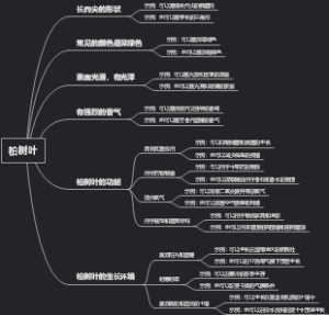 柏树叶