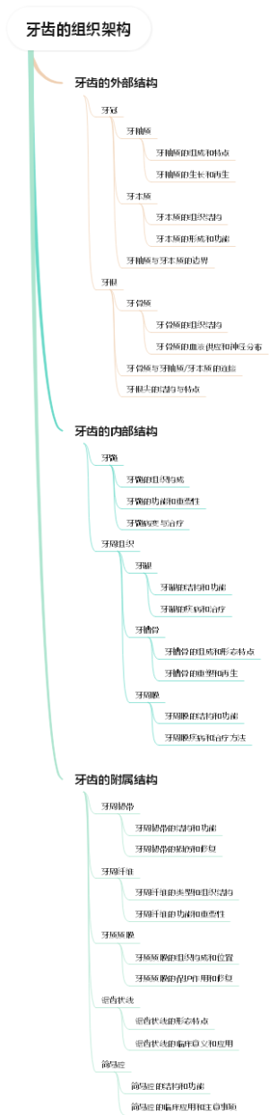 牙齿的组织架构