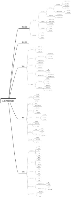 人体的组织结构