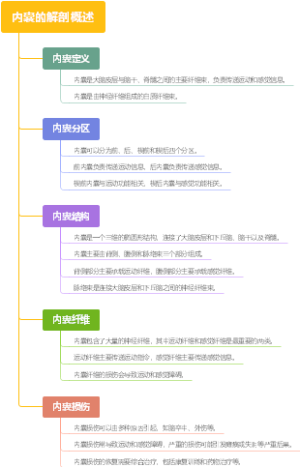 内囊的解剖概述