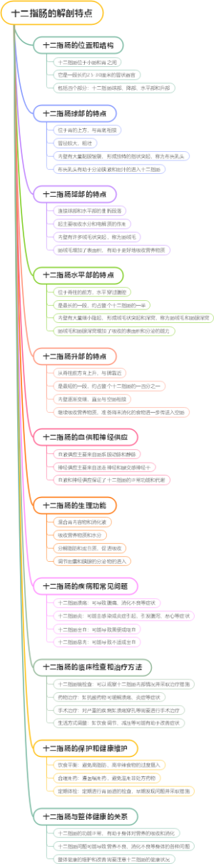 十二指肠的解剖特点
