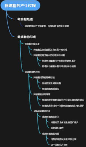 卵细胞的产生过程