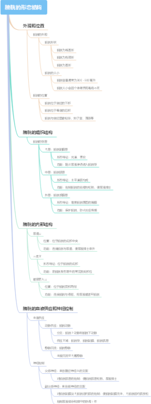 膀胱的形态结构
