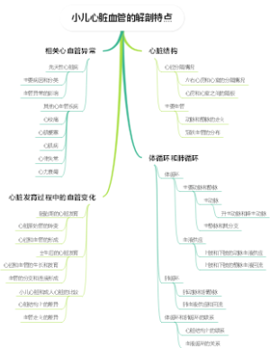 小儿心脏血管的解剖特点