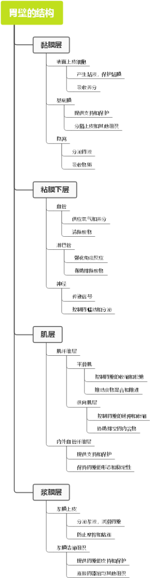 胃壁的结构