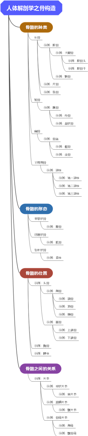 人体解剖学之骨构造