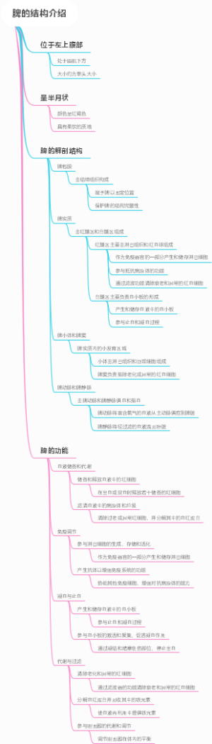 脾的结构介绍
