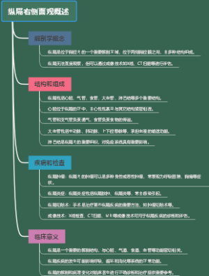 纵隔右侧面观概述