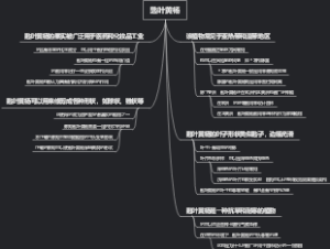 匙叶黄杨