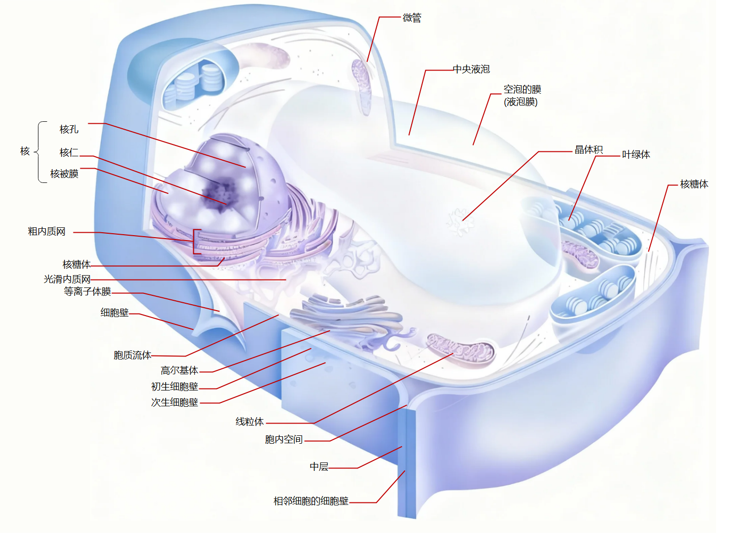 植物细胞三维结构示意图