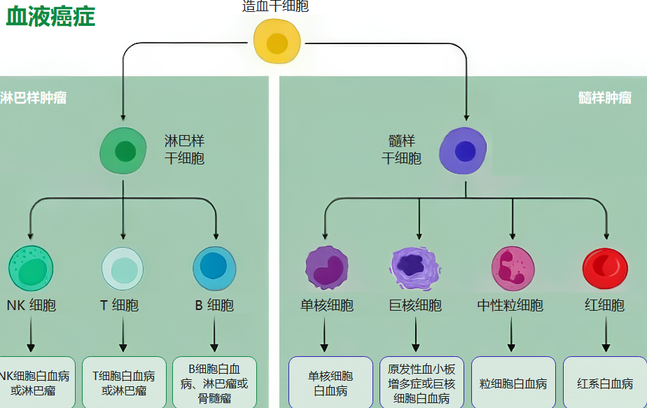 血液癌症细胞分化流程图