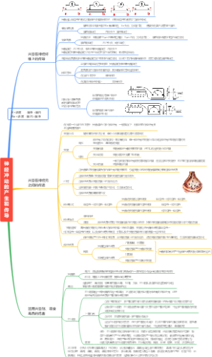 神经冲动的产生和传导