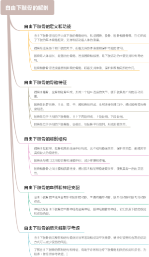 自由下肢骨的解剖