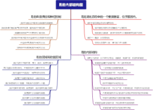 胃的内部结构图
