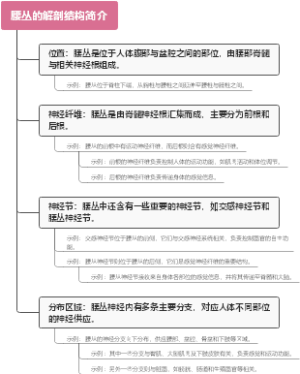 腰丛的解剖结构简介