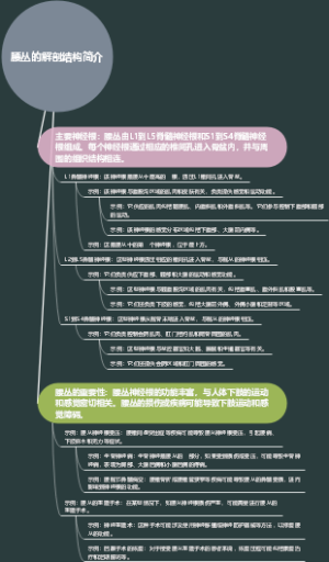 腰丛的解剖结构简介