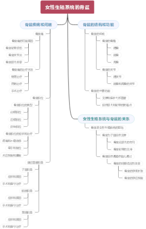 女性生殖系统的骨盆
