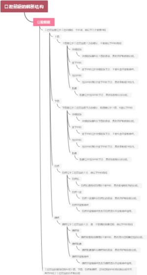 口腔前庭的解剖结构