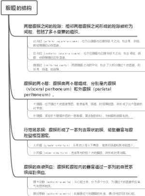 腹膜的结构
