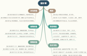 鬼针草