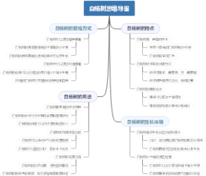 白杨树思维导图