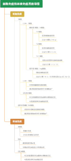 细胞免疫和体液免疫思维导图