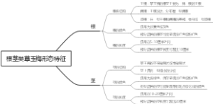 根茎类草玉梅形态特征