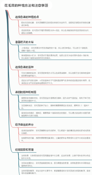 花毛茛的种植方法和注意事项