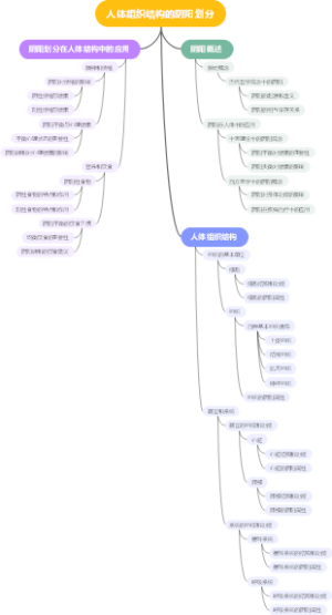 人体组织结构的阴阳划分