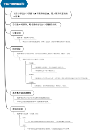 下颌下腺的解剖学