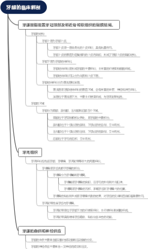 牙龈的临床解剖