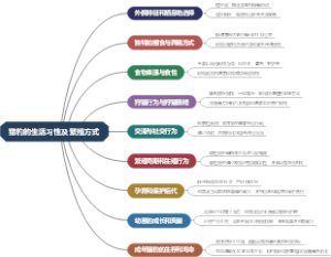 猎豹的生活习性及繁殖方式