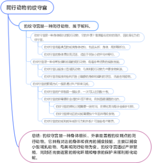 爬行动物豹纹守宫