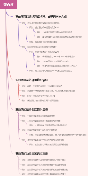 蛋白质
