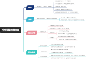 中华稻蝗思维导图