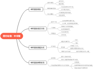 爬行动物：中华鳖