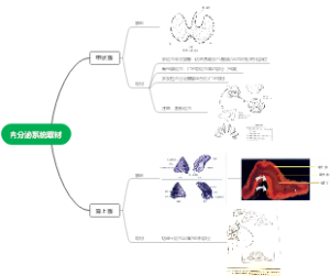 内分泌系统取材