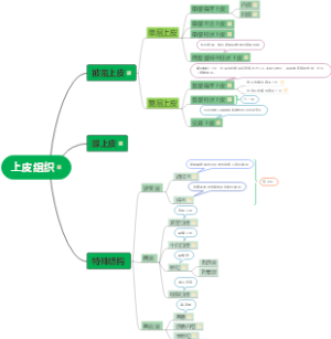 上皮组织