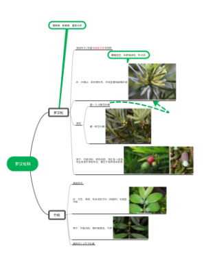罗汉松科