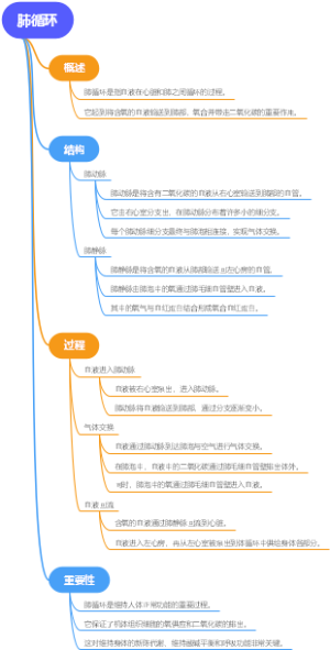 肺循环