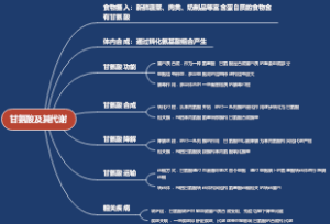 甘氨酸及其代谢