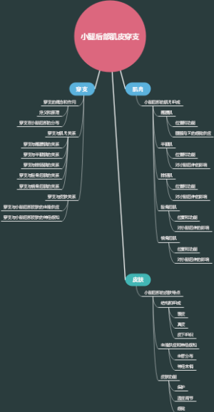 小腿后部肌皮穿支