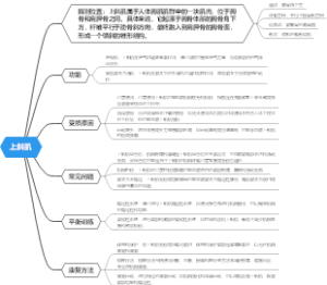 上斜肌